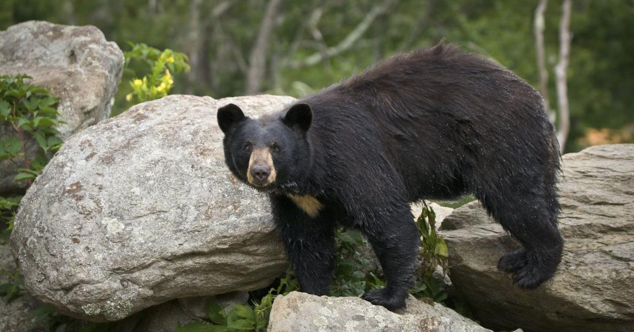 The Havelock Police Department warns residents of a possible black bear in the area of East Prong Slocum Creek.
