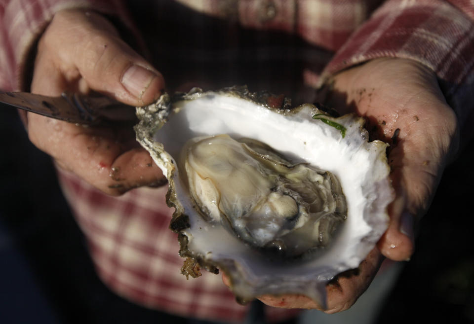 FILE- In this Dec. 6, 2011, file, photo, owner Kevin Lunny holds a Pacific oyster at the Drake's Bay Oyster Co. in Point Reyes National Seashore, Calif. Scientists blame higher levels of carbon dioxide in Pacific Ocean waters caused by man-made global warming for the failure of oysters to produce young at an Oregon hatchery. (AP Photo/Eric Risberg, File)