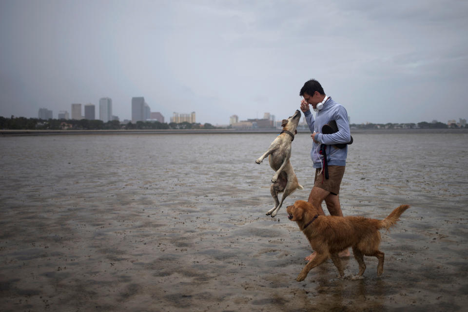 <p><strong>Tampa</strong><br>The Tampa skyline is seen in the background as local resident Tim Scheu uses sea shells to play with his dogs Stella and Mister in Hillsborough Bay ahead of Hurricane Irma in Tampa, Fla. on Sept. 10, 2017. (Photo: Adrees Latif/Reuters) </p>