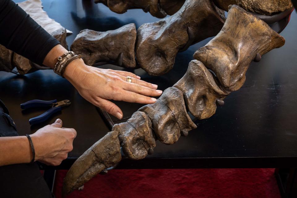 In this photograph taken on March 28, 2023, in Zurich, a woman takes part in the installation of "Trinity" a Tyrannosaurus rex skeleton dating back 67 million years which will be auctioned in Switzerland on April 18, 2023, marking the first such sale in Europe.