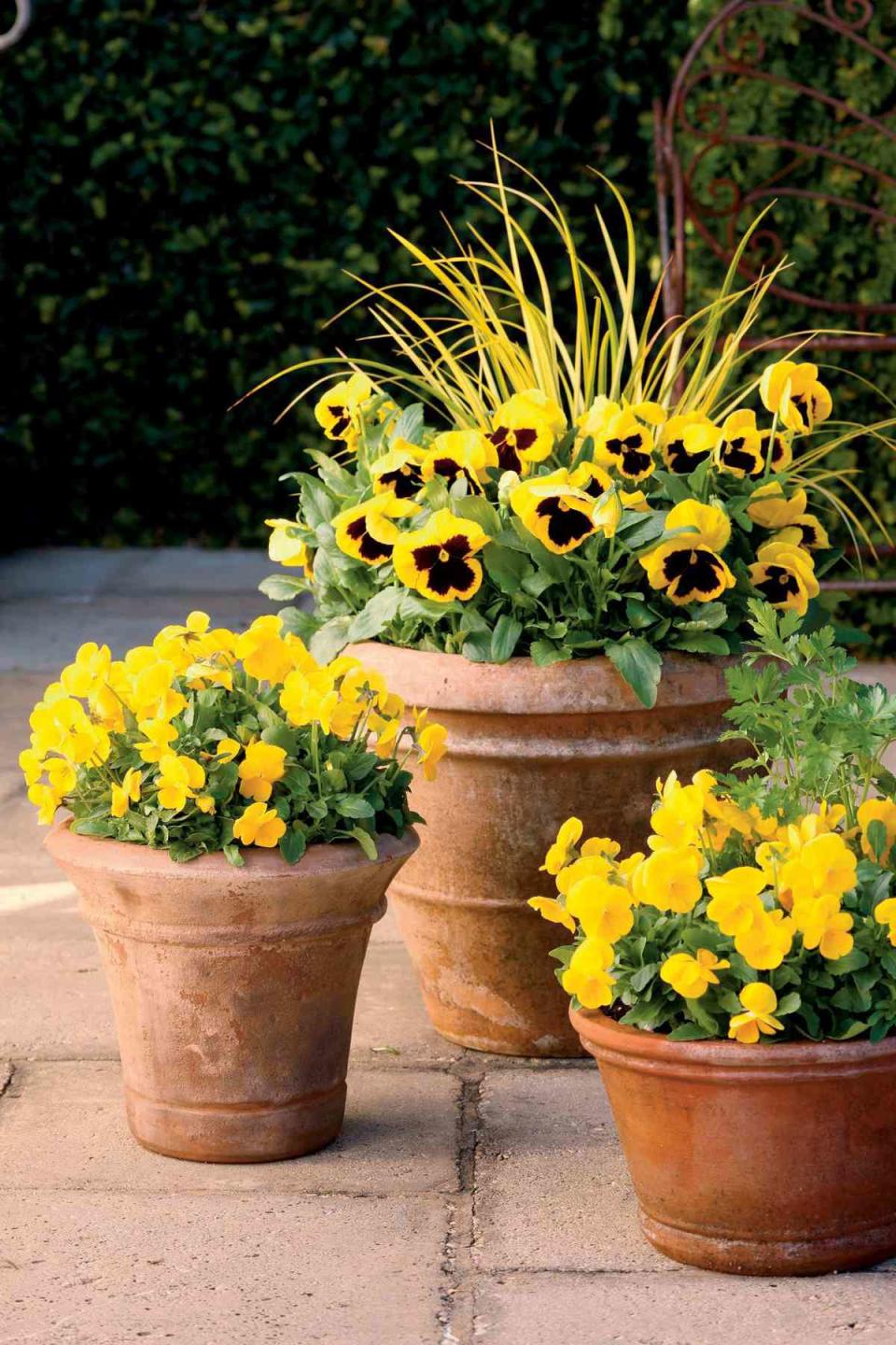 Bright Gold Fall Container Gardens