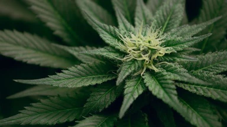La Corte confirmó el requisito de registrarse en el Reprocann para autocultivar cannabis en un hogar