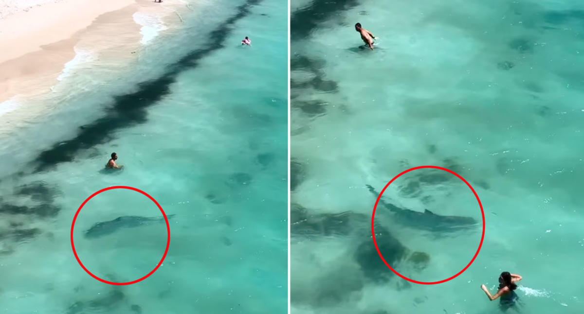 Shark Spotted Among Swimmers At Aussie Beach Twice In One Week