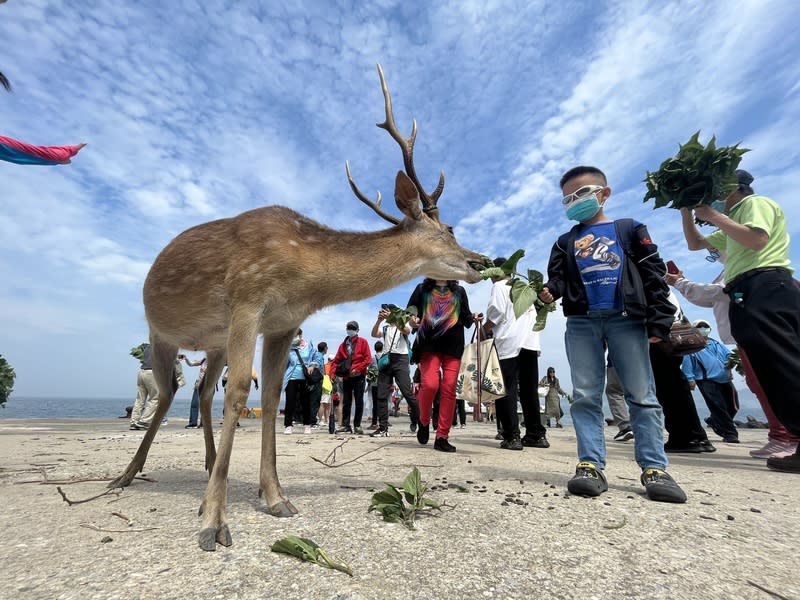 在馬祖大坵島遇見梅花鹿（2） 位於馬祖北竿北方的大坵島現已成為「梅花鹿樂 園」，也是近年來馬祖熱門的觀光景點之一，許多遊 客會向小販購買桑葉，在碼頭一帶餵食梅花鹿。 中央社記者徐肇昌攝  113年2月11日 