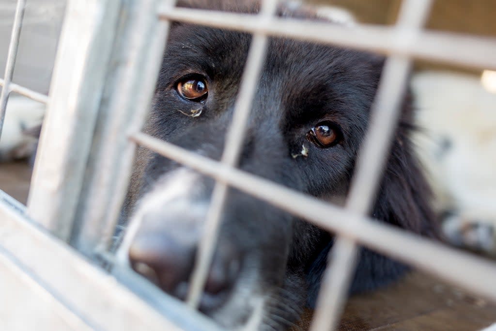 The UK’s policy governing animal experiments is based on Victorian science (Getty/iStock)