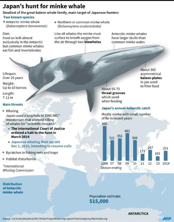 Factfile on the minke whale. A Japanese whaling fleet set sail for the Antarctic Tuesday, intending to resume culls after a one-year pause. 135 x 171 mm