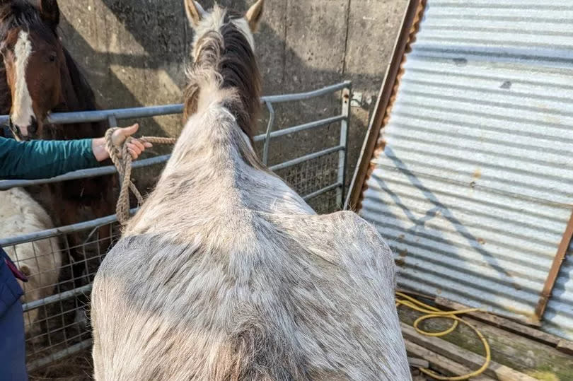 Some of the horses were found to be underweight with bones protruding -Credit:RSPCA