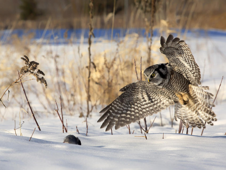 Eine Eule macht Jagd auf eine Maus (Bild: Getty)