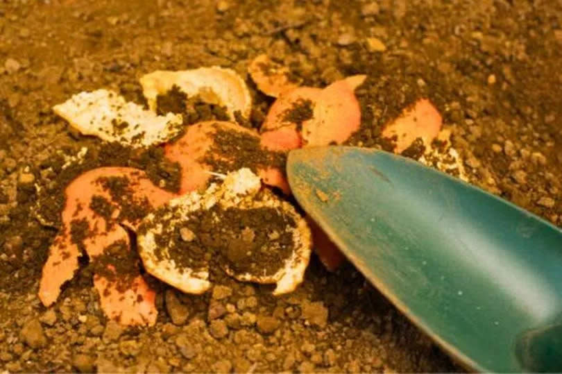 Picture of oranges in the garden soil