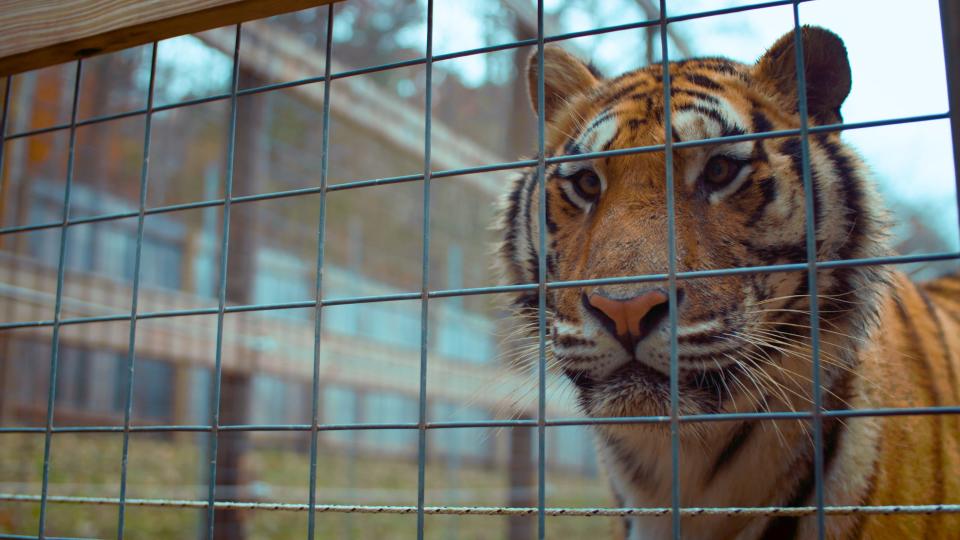 A 2021 documentary film, "The Conservation Game," raised questions about the way celebrity conservationists, including longtime Columbus Zoo director Jack Hanna, acquire exotic animals.