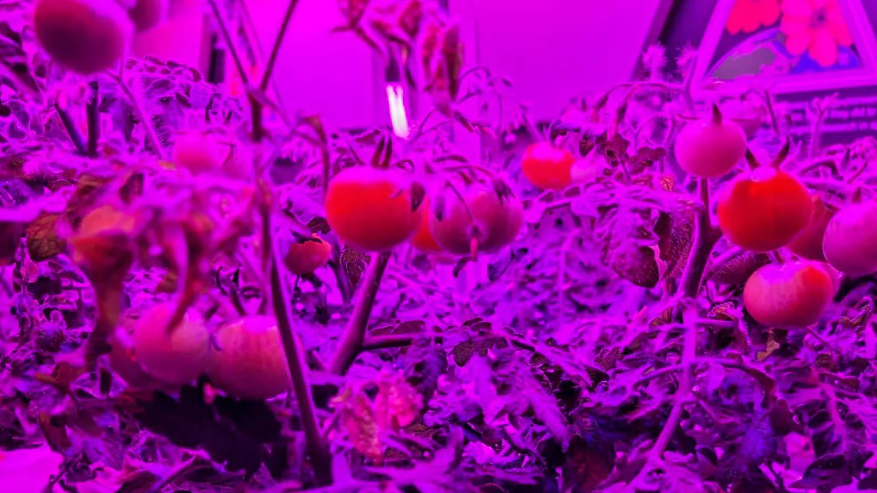 NASA 將蔬菜生產系統（Veggie）送到國際太空站，並成功種植出矮紅羅賓番茄（Red Robin dwarf tomato）。   圖 : 翻攝自NASA官網