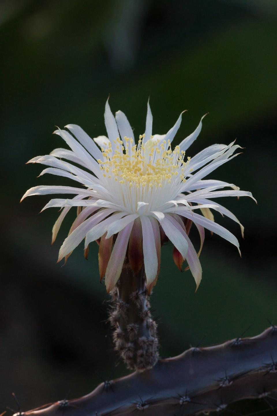 Queen of the Night cactus is expected to bloom in the Arizona desert this summer