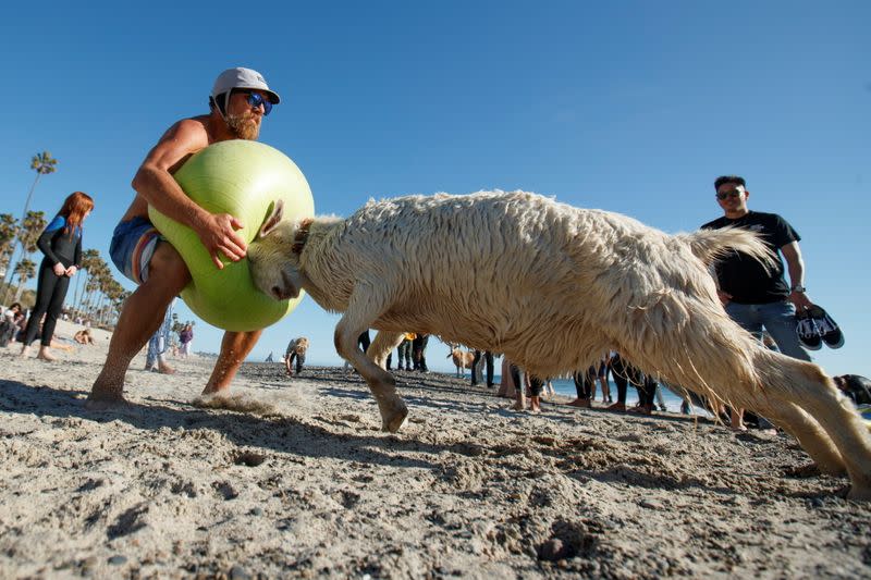 Dana McGregor plays "goat ball" on the beach after surfing with his goat Pismo in San Clemente, California