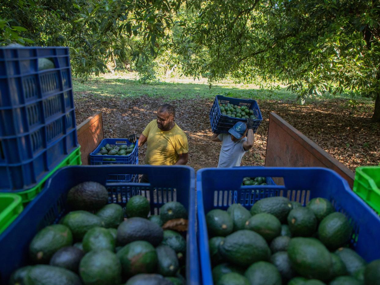 Men harvest avocados at an orchard in Santa Ana Zirosto, Michoacan state, Mexico, Thursday, Jan. 26, 2023.