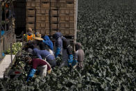 In this Friday, Sept. 7, 2018, photo, a group of farm workers pick broccoli in Salinas, Calif. Like many California cities, Salinas, dubbed the "Salad Bowl of the World" because the surrounding farmland produces most of the lettuce on Earth, suffers from a lack of available affordable housing and space to build more. Housing prices have exploded, with the median cost of a home now $549,000, according to Zillow. (AP Photo/Jae C. Hong)