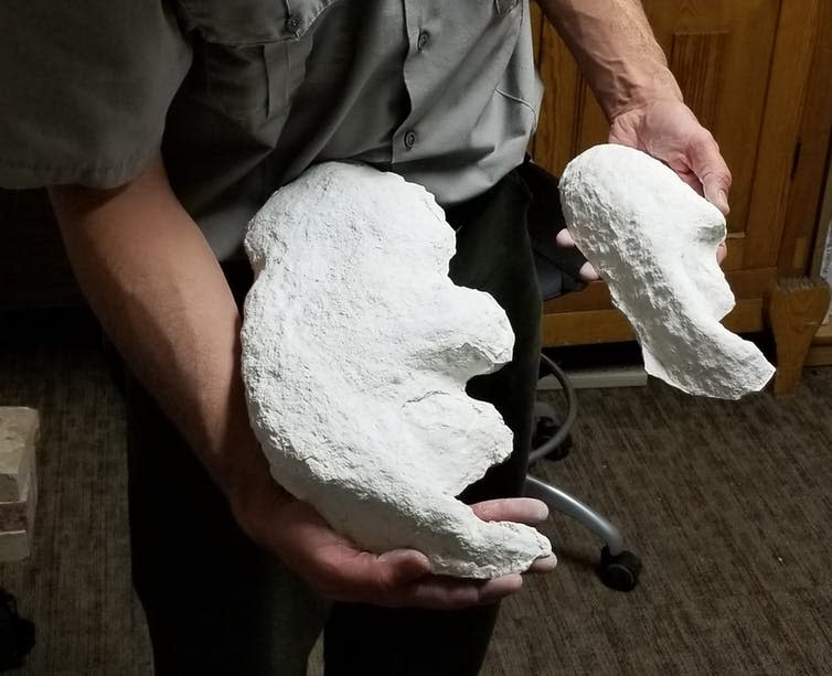 <span class="caption">Plaster cast footprints.</span> <span class="attribution"><span class="source">David Bustos, National Park Service</span></span>