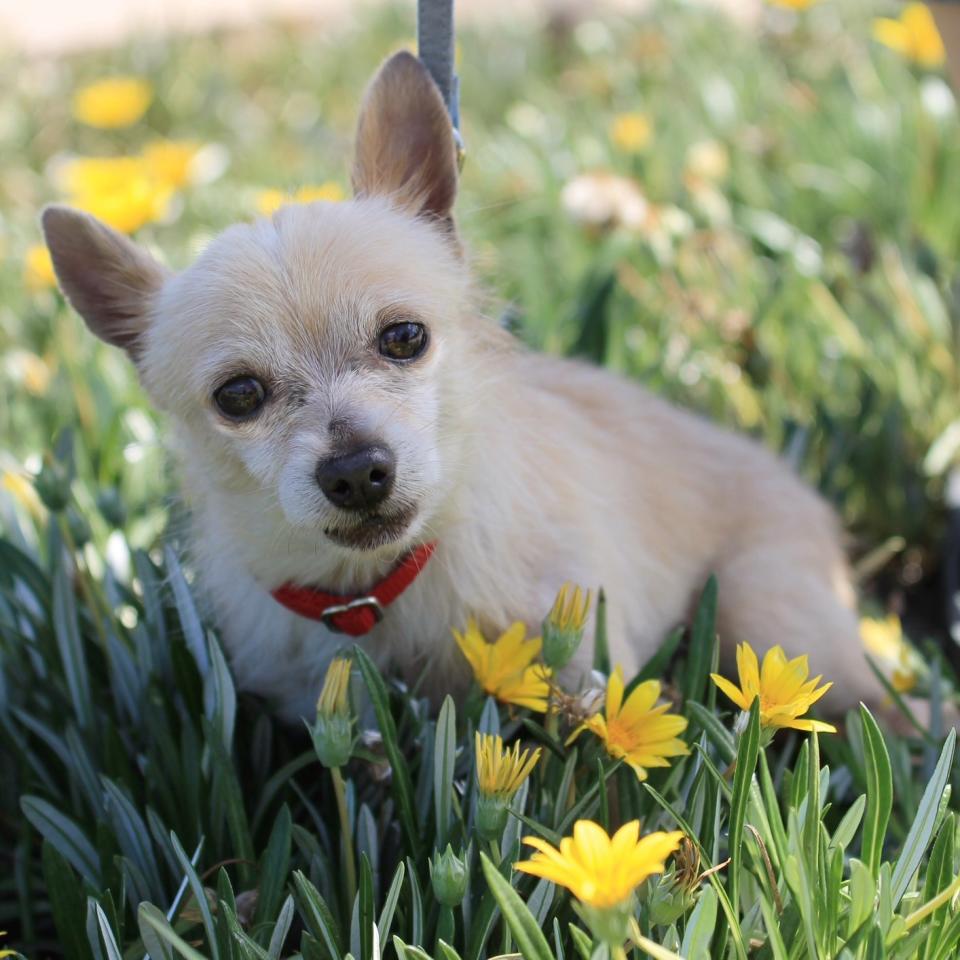 Alejandro is essentially a perfect dog. This 7-year-old Chihuahua is housebroken, crate trained, loves car rides and goes to work every day with his foster parent.   Yes, he's a tan Chihuahua and yes, he looks older than he is but being an enlightened society surely we can overlook this.   Due to dental issues, he had some teeth removed, which doesn't affect his ability to eat but does give him a certain rakish charm. A clown with people, he loves everyone he meets and hasn't met a lap he doesn't want to park his four-pound self on. He occasionally likes to heckle other dogs when on leash but has been working on it with a trainer.   If you'd like to meet Alejandro, call <a href="https://www.facebook.com/humanesocietysv?fref=ts" target="_blank">Humane Society Silicon Valley</a>'s foster department at 408-262-2133 ext 183.