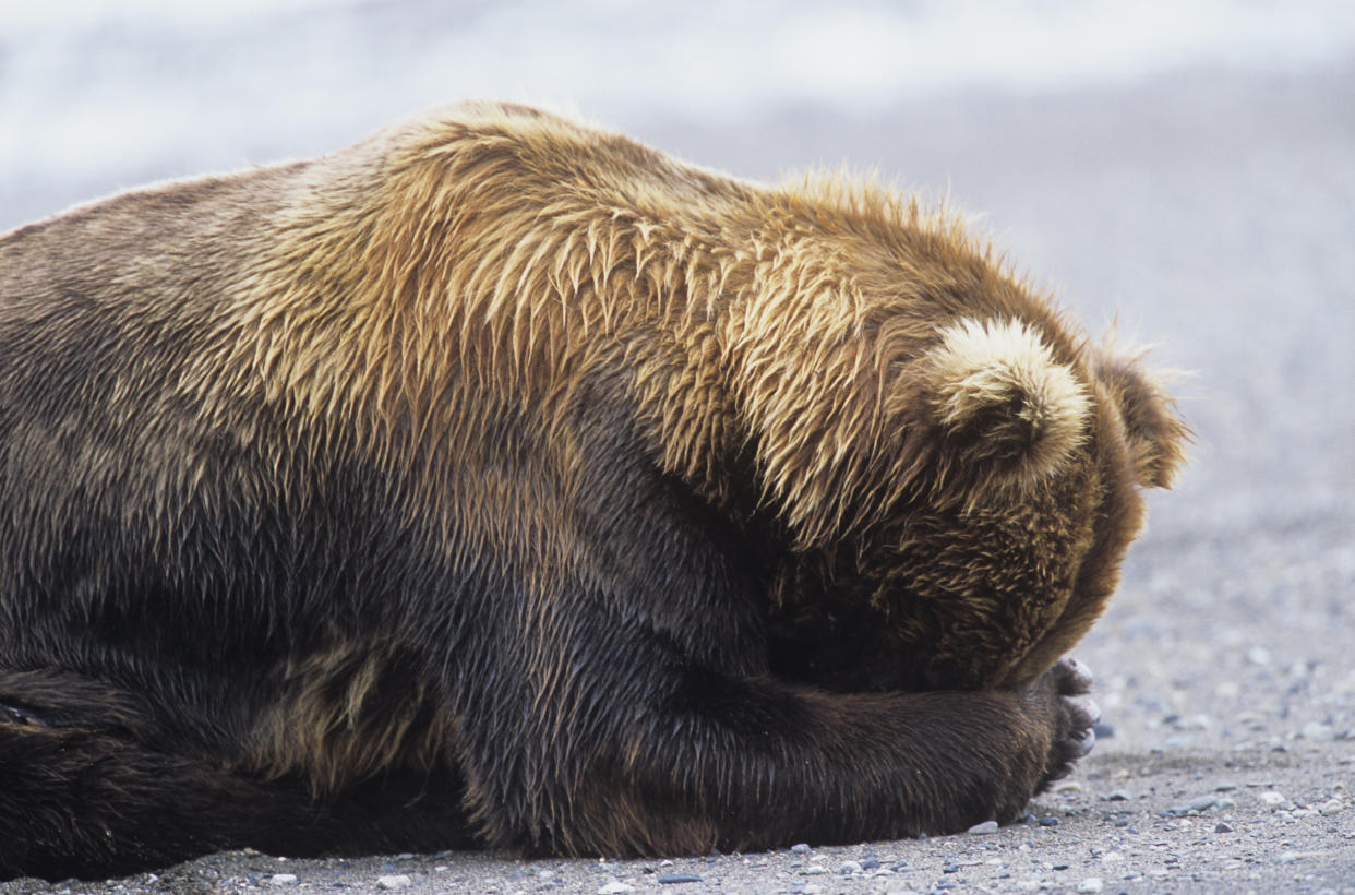 The law rolls&nbsp;back Alaska&rsquo;s ban on killing the vulnerable bears, along with wolf cubs in dens.&nbsp;It also allows for hunters to target the animals from helicopters. (Photo: Ian mcallister via Getty Images)