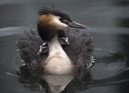 <p>A Great Crested Grebe nurses two young on its back in Blackwall Basin, London May 17, 2017. (Photo: Victoria Jones/PAP) </p>