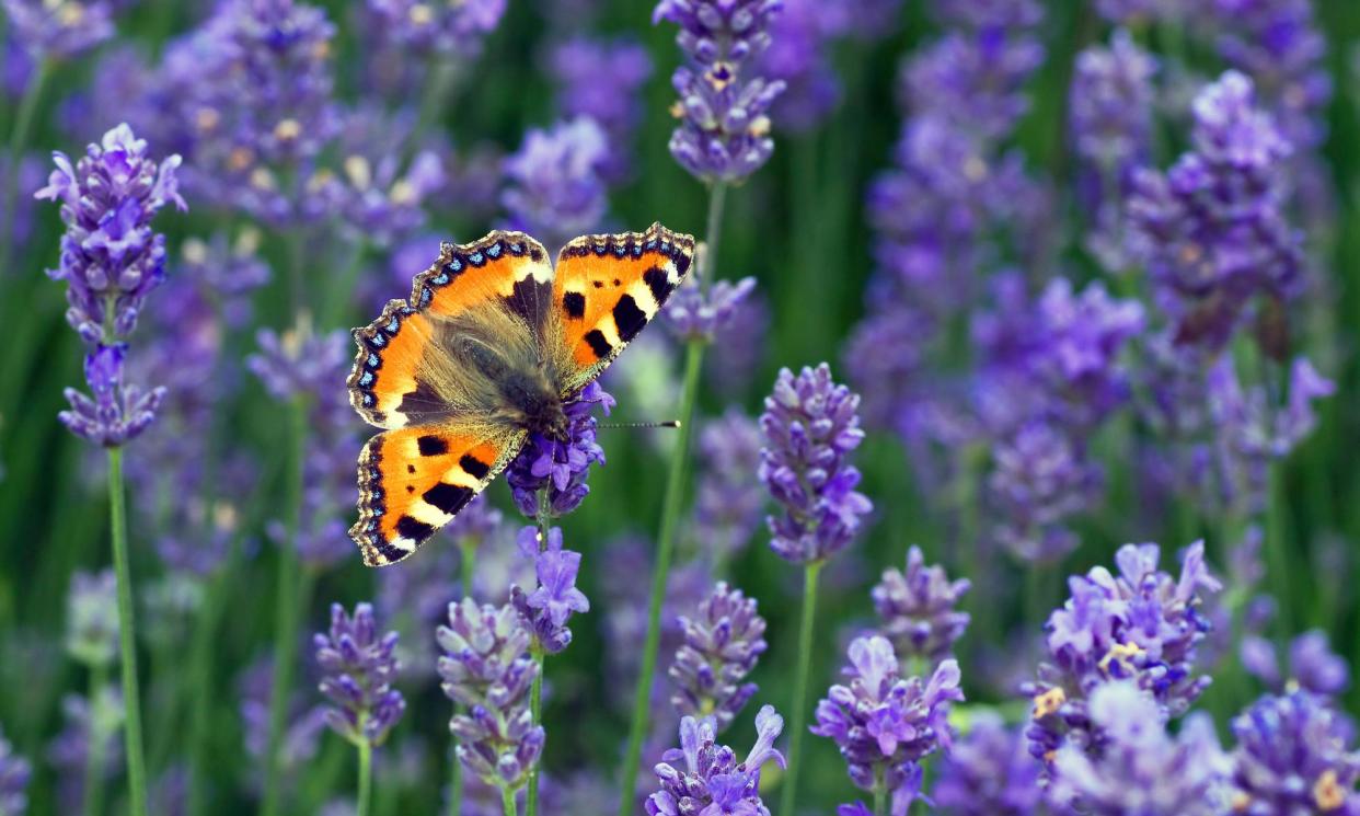 <span>The number of small tortoiseshell butterflies is at its lowest since 1976.</span><span>Photograph: Matt Berry/Butterfly Conservation</span>