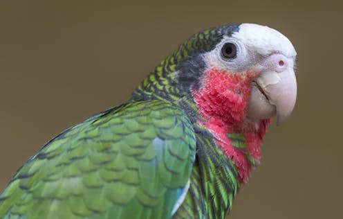 <span class="caption">Scientists are worried about the Abaco, a subspecies of parrot found found only in the Bahamas.</span> <span class="attribution"><span class="source">Henner Damke / Shutterstock</span></span>