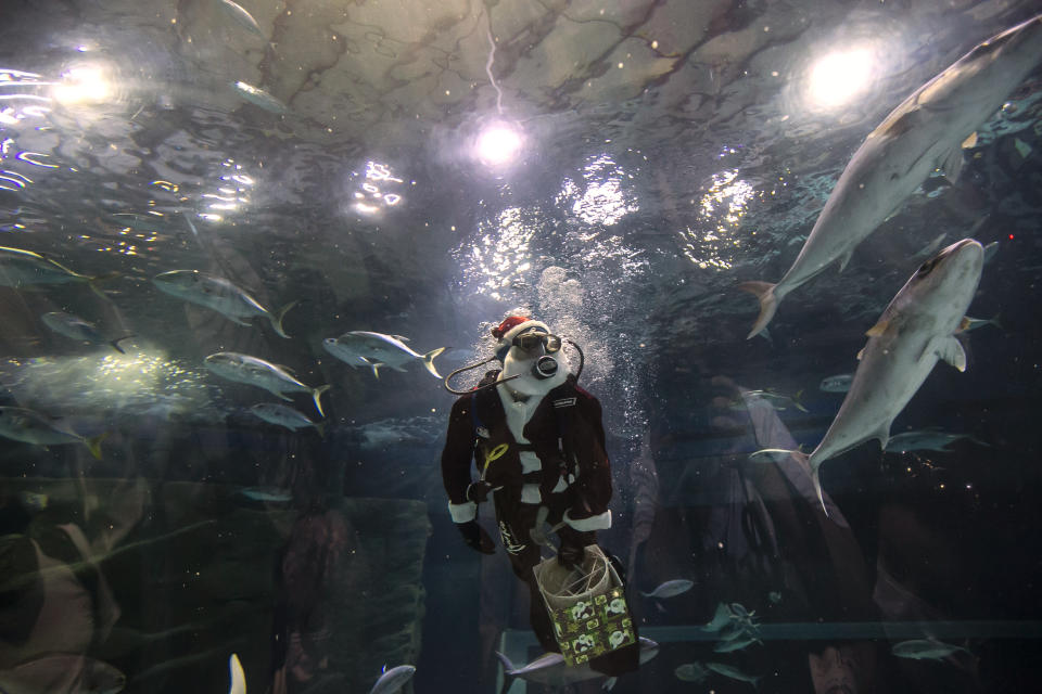 Aquarist Volmer Salvador swims inside a tank at the AquaRio aquarium dressed in a Santa Claus costume during the Christmas season in Rio de Janeiro, Brazil, Monday, Dec. 20, 2021. (AP Photo/Bruna Prado)