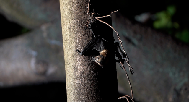 Baby bat deaths prompt call to halt Cairns dispersal