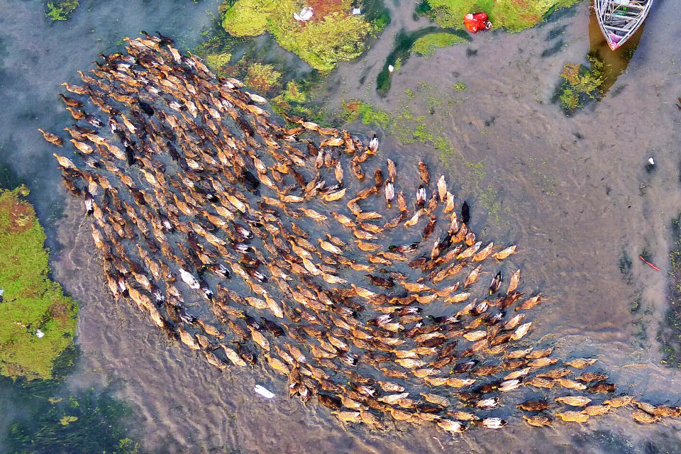 That’s quackers! Mesmerizing aerial footage of hundreds of ducks following the leader