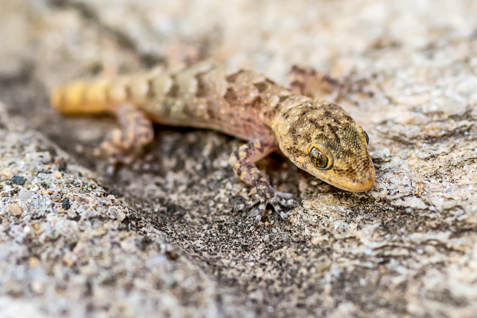 Ein kleiner Gecko sitzt auf einem steinernen Untergrund. 