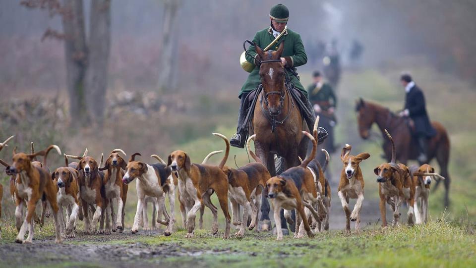 Sept chiens ont pénétré sur la propriété de ces habitants et c'est l'un d'entre eux qui a pris pour cible l'une des chiennes de la maison. (illustration) - AFP