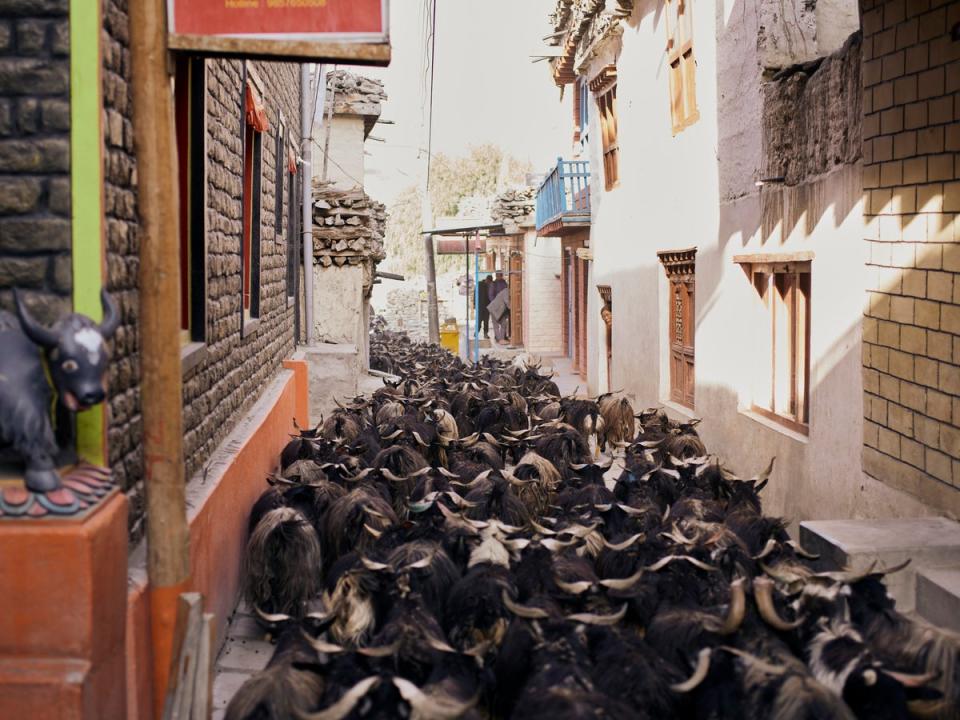 Changra goats running through the narrow flagstone cobbled streets of Kagbeni village (Paddy Dowling)