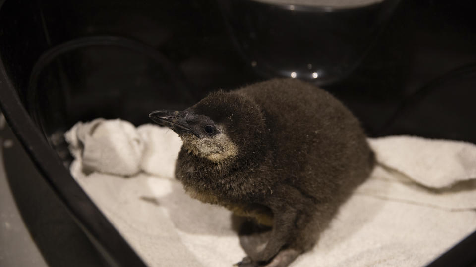 In this photo provided by OdySea Aquarium, veterinarians examine penguin "42," one of the African penguin chicks recently born to parents Mojo and Lemieux at the OdySea Aquarium in Scottsdale, Ariz., Wednesday, Feb. 1, 2023. The Arizona aquarium is celebrating the hatching of three endangered African penguin chicks, saying the tiny additions are genetically valuable as zoos and aquariums around the world work to ensure the species' survival through breeding programs and conservation efforts. (OdySea Aquarium via AP)