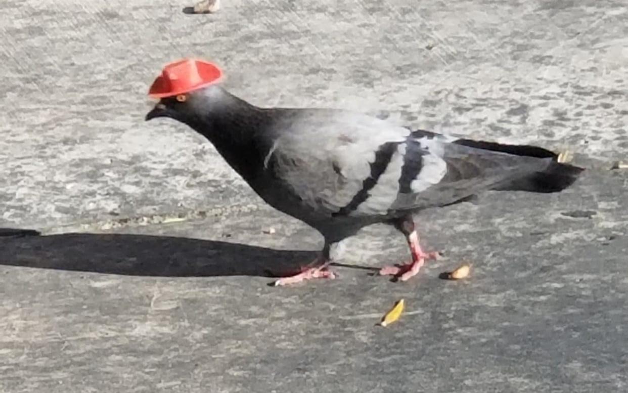 Animal welfare volunteers are trying to catch the cowboy-hatted pigeons seen flying around Las Vegas