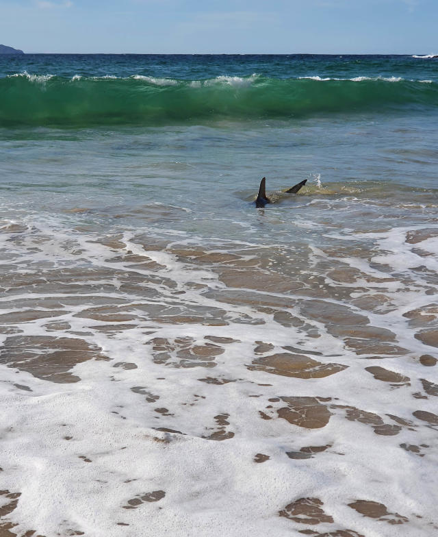 Shark spotted in the shallow surf on popular Aussie beach