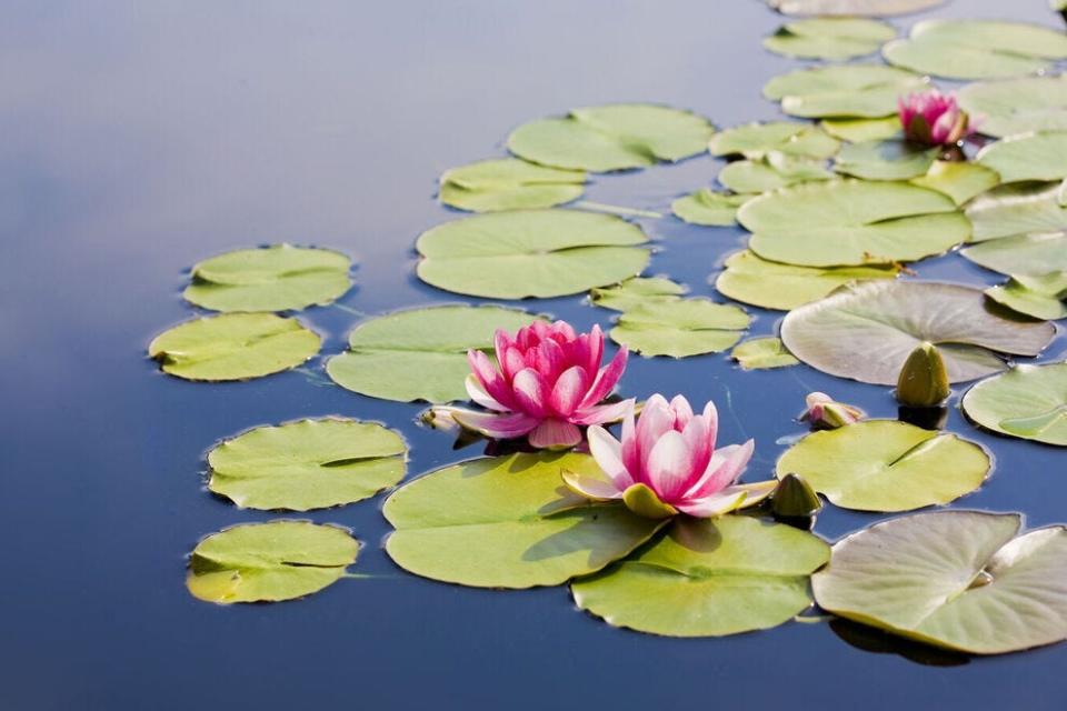 Botanical gardens help educate about plant life in addition to conserving species