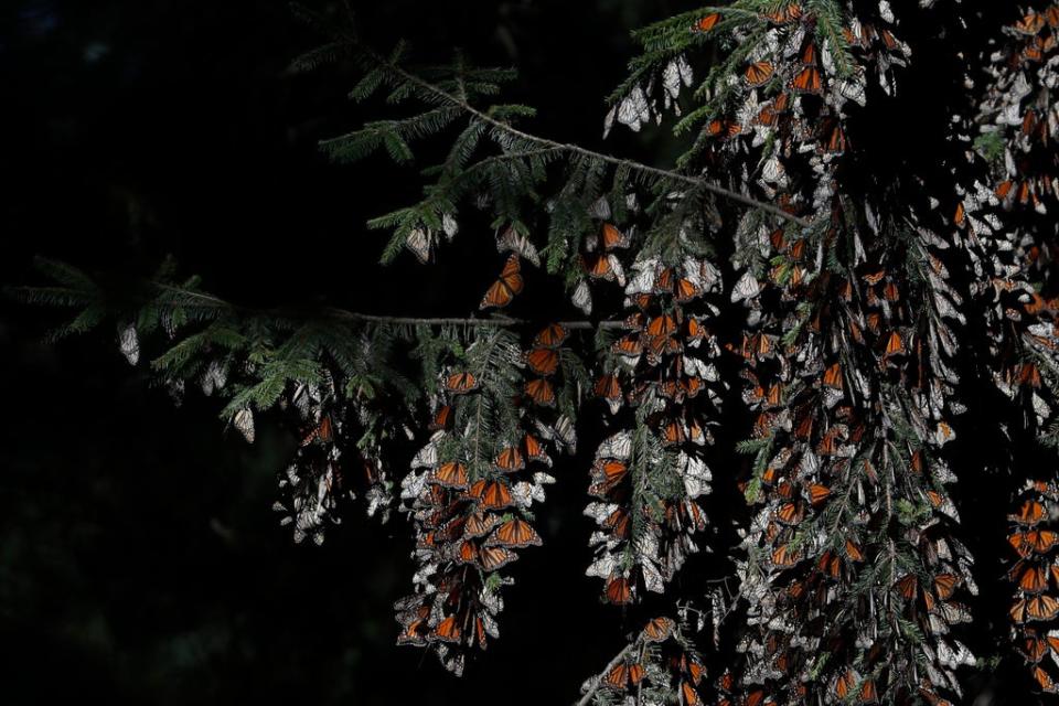 MÉXICO-MARIPOSA MONARCA (AP)