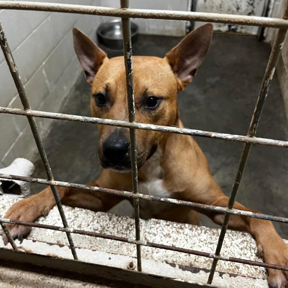 After the dog was rescued and warmed up, Jackson Fire Department took him to Jackson Animal Care Center, who posted this photo on their Facebook page hoping to track down his owners.