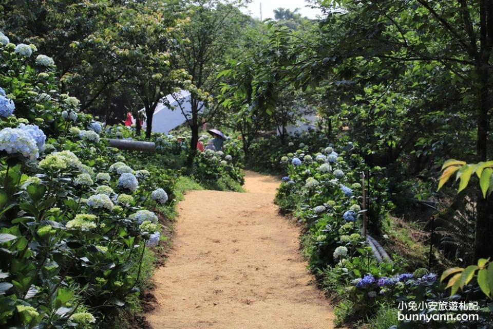 新北景點｜高家繡球花田萬里第三園區