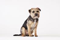 <p>These floppy-eared little fellas aren't just cute, they're also easy to care for. A low-maintenance dog that doesn't require <a href="https://www.womansday.com/life/pet-care/a2428/10-secrets-of-pet-groomers-117490/" rel="nofollow noopener" target="_blank" data-ylk="slk:a lot of bathing;elm:context_link;itc:0;sec:content-canvas" class="link ">a lot of bathing</a> or training, Border Terriers were bred to be less aggressive than their predecessors. While they don't shed a ton, Hill's Pet makes it clear that their <a href="https://www.hillspet.com/dog-care/dog-breeds/border-terrier" rel="nofollow noopener" target="_blank" data-ylk="slk:coats will need to be hand-stripped;elm:context_link;itc:0;sec:content-canvas" class="link ">coats will need to be hand-stripped</a> twice a year at the groomer's. </p>