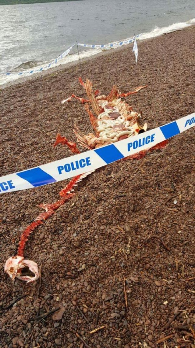 Has the Loch Ness Monster washed up dead on the beach?