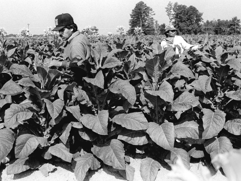 Domingo Diego and Gildordo Herandez top tobacco plants on Dan Upton's farm in Dinwiddie County, Virginia.