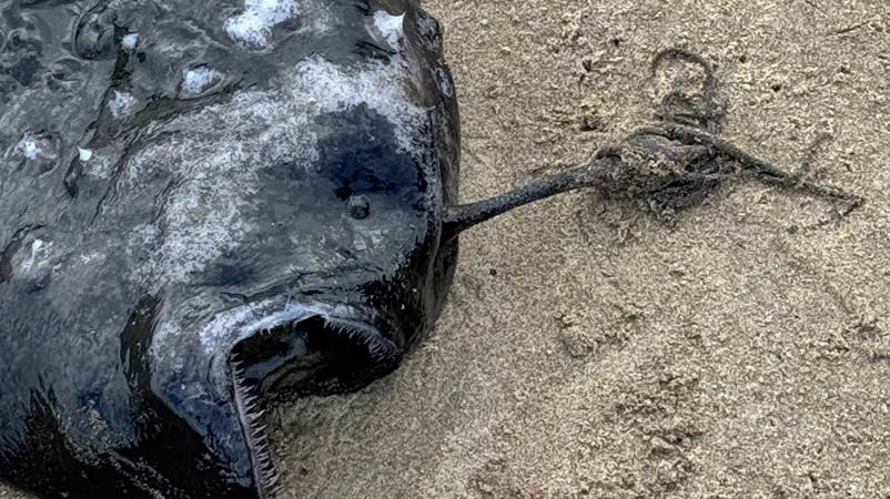 A deep-sea angler fish, also known as a Pacific football fish, was found near Cannon Beach. It may be the first time ever this fish has been spotted along the Oregon coast. May 18, 2024 (Seaside Aquarium)