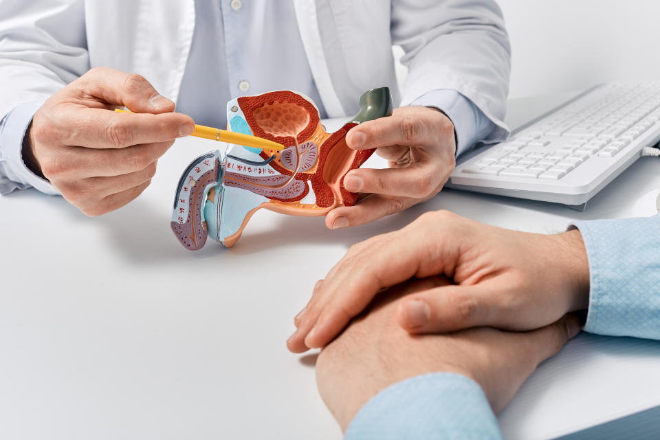 Prostate disease and treatment. Male reproductive system anatomical model in doctors hands close-up during consultation of male patient with suspected bacterial prostatitis�