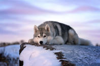 <p>A husky stops for a rest on top of a snowy rock. (Andrey Ershov/PA Wire)</p>