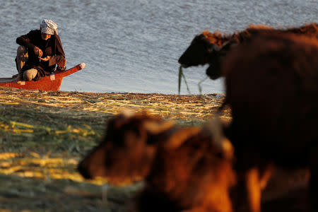 An Iraqi Marsh Arab man smoke cigarettes near buffaloes at the Chebayesh marsh in Dhi Qar province, Iraq April 13, 2019. Picture taken April 13, 2019. REUTERS/Thaier al-Sudani