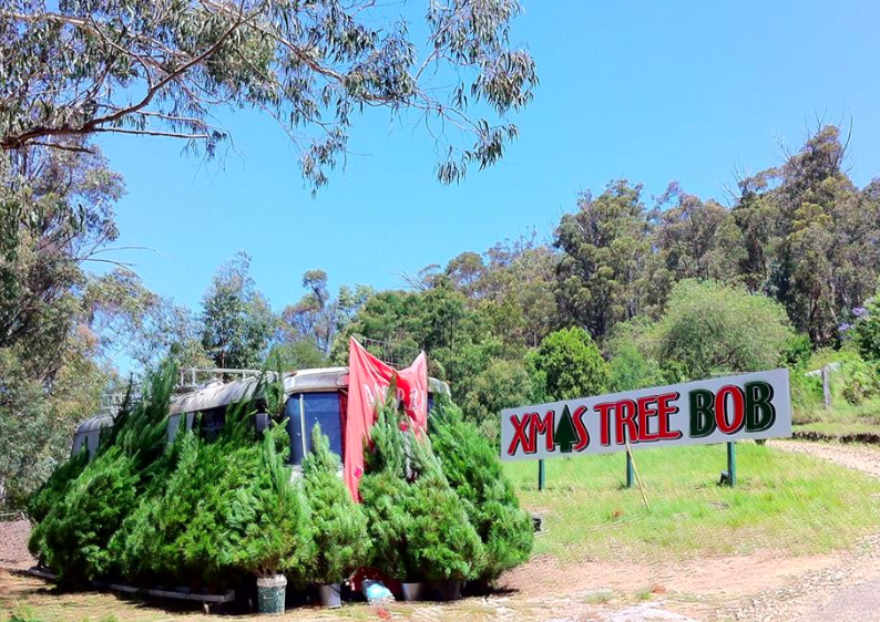 The Xmas Tree Bob property has been plagued by brown snakes in recent weeks. Source: Deb Court/ Supplied