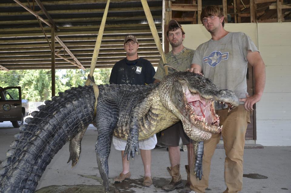 Handout photo showing Cole Landers, Dustin and Ryan with their record setting alligator in Vicksburg