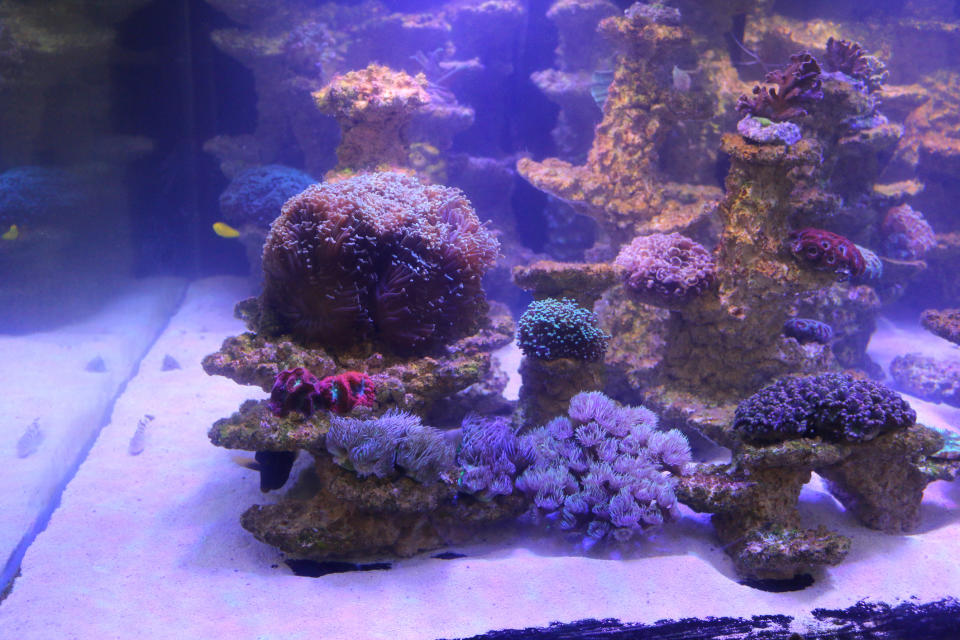 Photo showing a glass marine aquarium used to cultivate coral fragments. This saltwater reef tank is farming coral frag to cultivate colonies. (PHOTO: Getty Images)