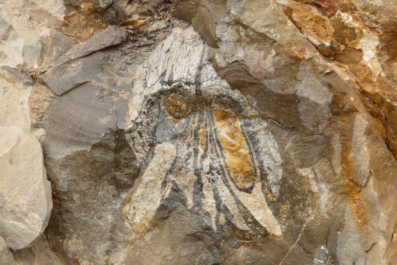 Scientists discover remains of fearsome marine predator at Atacama desert