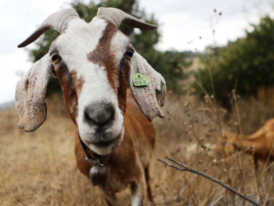 A close-up photo of a goat's face with a green tag on its ear as another goat chews on the brush in the background.